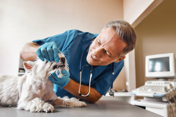 Best Emergency TMJ Treatment in Ridgely, MD